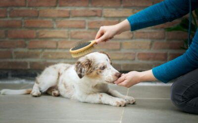 Gentle brushing habits that keep your dog’s coat healthy and stress‑free