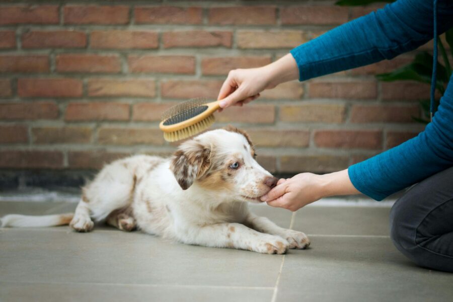 Happy dog grooming brush sofa