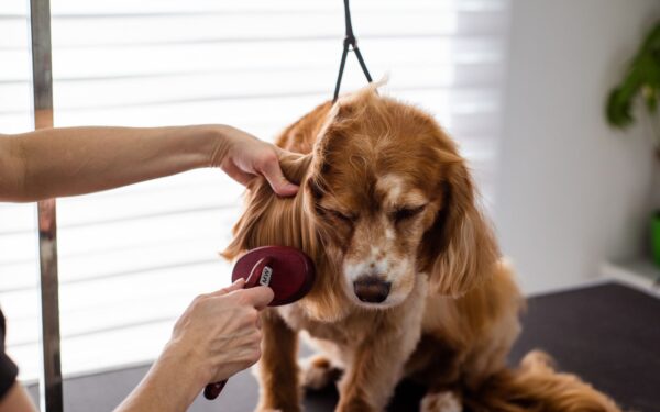 Gentle coat care for sensitive dogs: practical grooming tips that keep skin comfortable