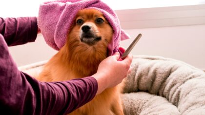 Gentle dog cleaning at home: a simple guide beyond the bath