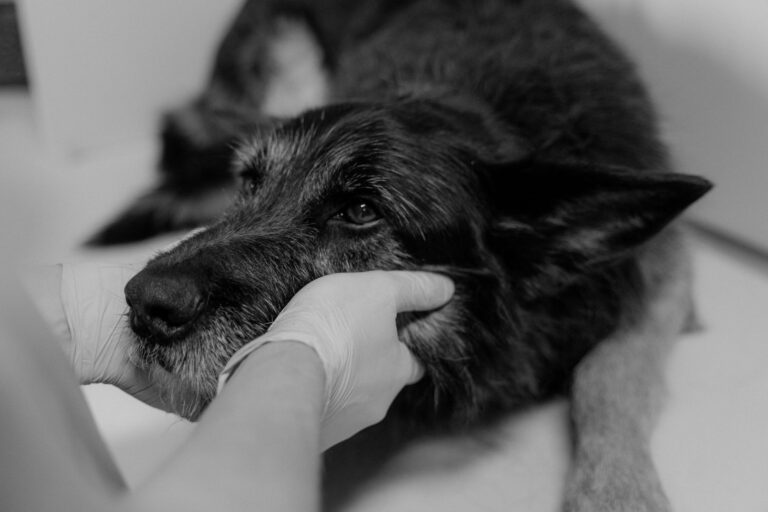 Dog paw handling