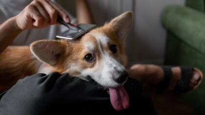Gentle handling exercises that help dogs feel safe with touch