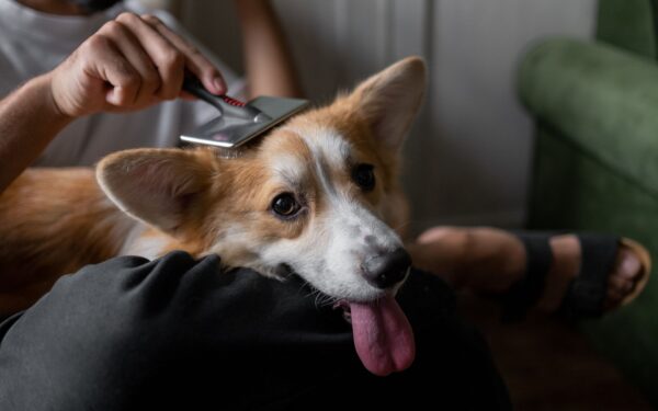Gentle handling exercises that help dogs feel safe with touch