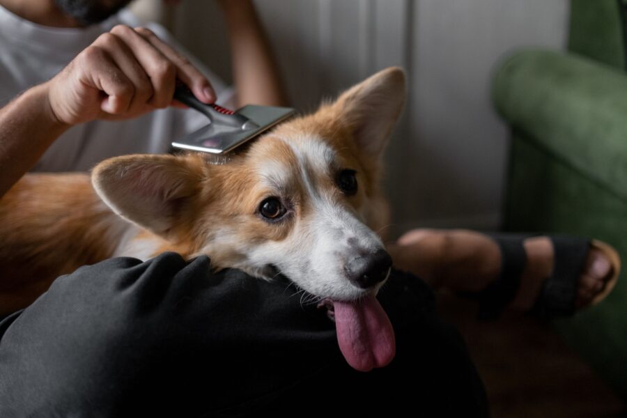Dog grooming home