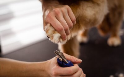 Gentle nail care for dogs and how to make clipping easier at home