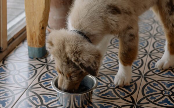 Gentle nutrition for big breeds: how to support your large dog’s joints, weight and digestion