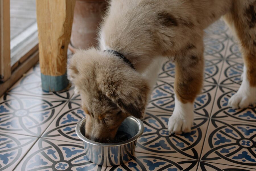 Large dog eating