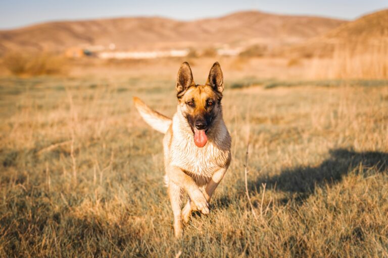 Large dog running