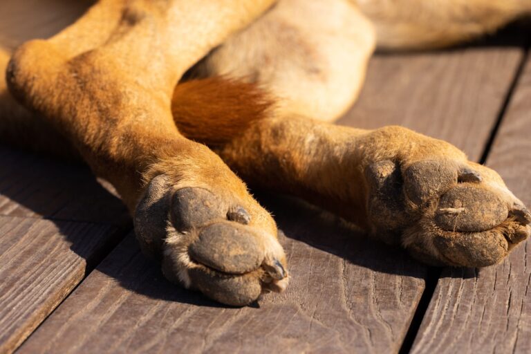 Dog paw close