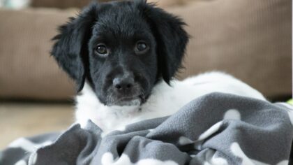 Gentle social games for shy puppies that build confidence day by day