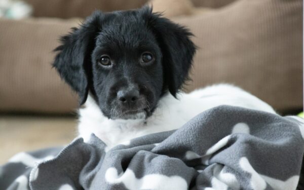 Gentle social games for shy puppies that build confidence day by day