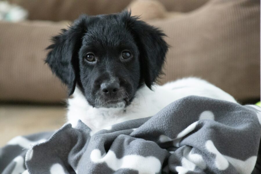 Shy puppy indoors soft blanket