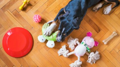 Gentle teething guide for new dogs: chew habits, comfort and protecting your home
