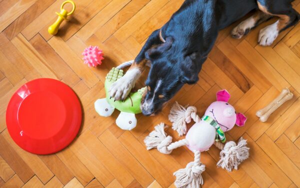 Gentle teething guide for new dogs: chew habits, comfort and protecting your home