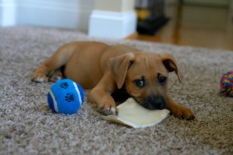 Teething puppy chewing
