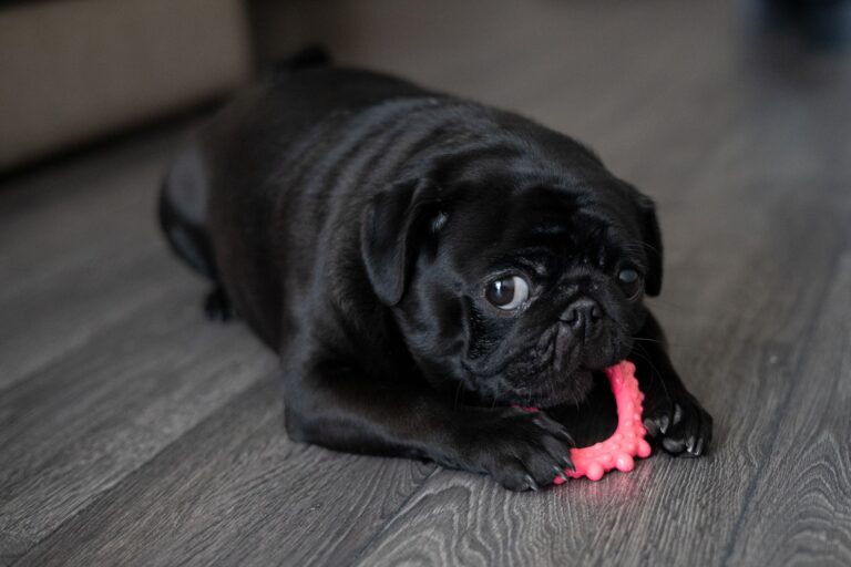 Frozen dog chew