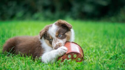 Gentle teething guide for new dogs: safer chewing, calmer mouths