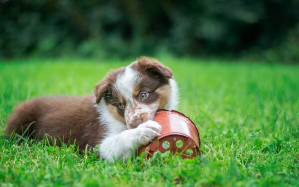 Gentle teething guide for new dogs: safer chewing, calmer mouths