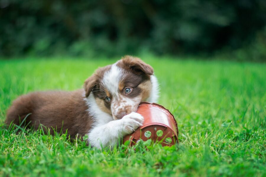 Teething puppy chewing