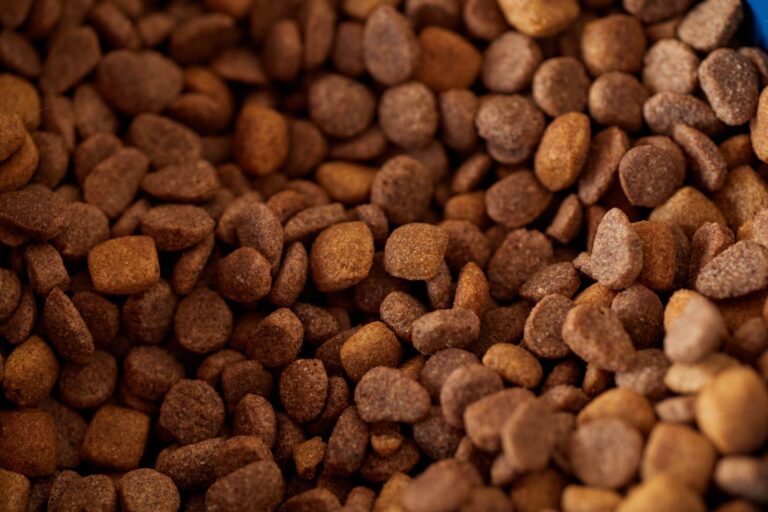 Dog kibble close