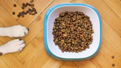 Grain-free dog food basics: what it is, when it helps, and what to watch for