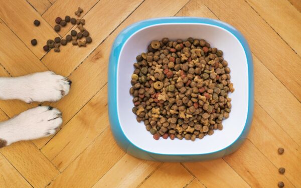 Grain-free dog food basics: what it is, when it helps, and what to watch for