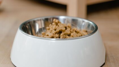 Grain-free dog food basics: what it is, when it helps and what to watch for