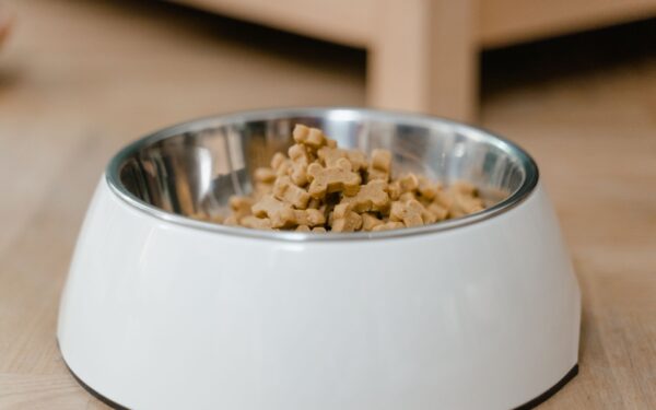 Grain-free dog food basics: what it is, when it helps and what to watch for
