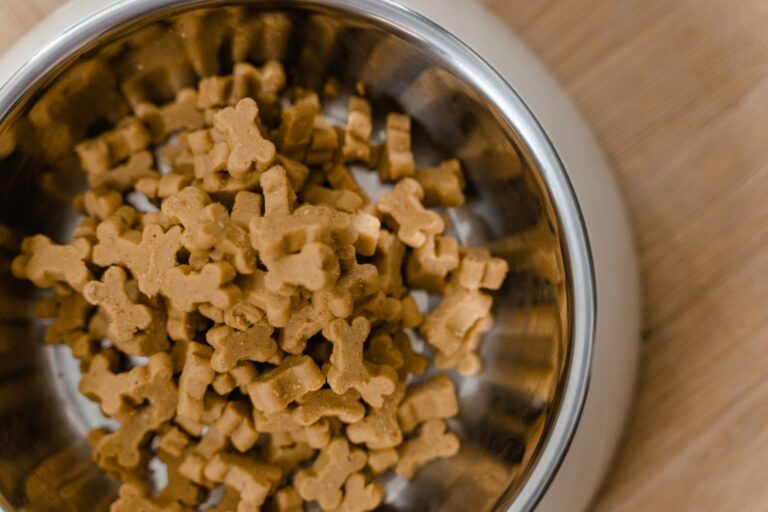 Dog eating kibble