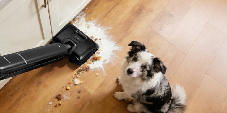 Dog eating kibble