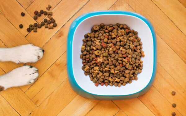 Grain-free dog food: what it is, when it makes sense, and what to watch for