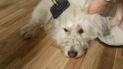 Grooming needs by breed type and how to keep your dog comfortable at home