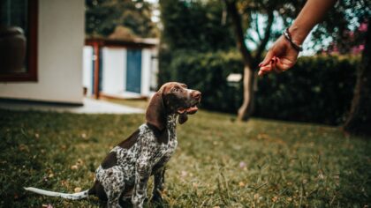 Healthy dog treats explained: how to snack safely without spoiling your pet’s diet