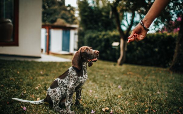 Healthy dog treats explained: how to snack safely without spoiling your pet’s diet