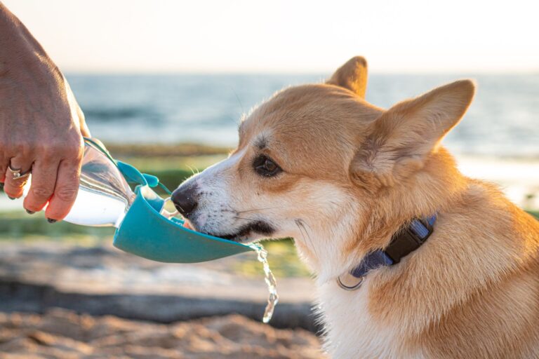 Dog drinking water