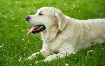 Heatstroke in dogs: early signs, safe cooling and how to prevent it