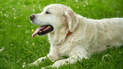 Heatstroke in dogs: early signs, safe cooling and how to prevent it