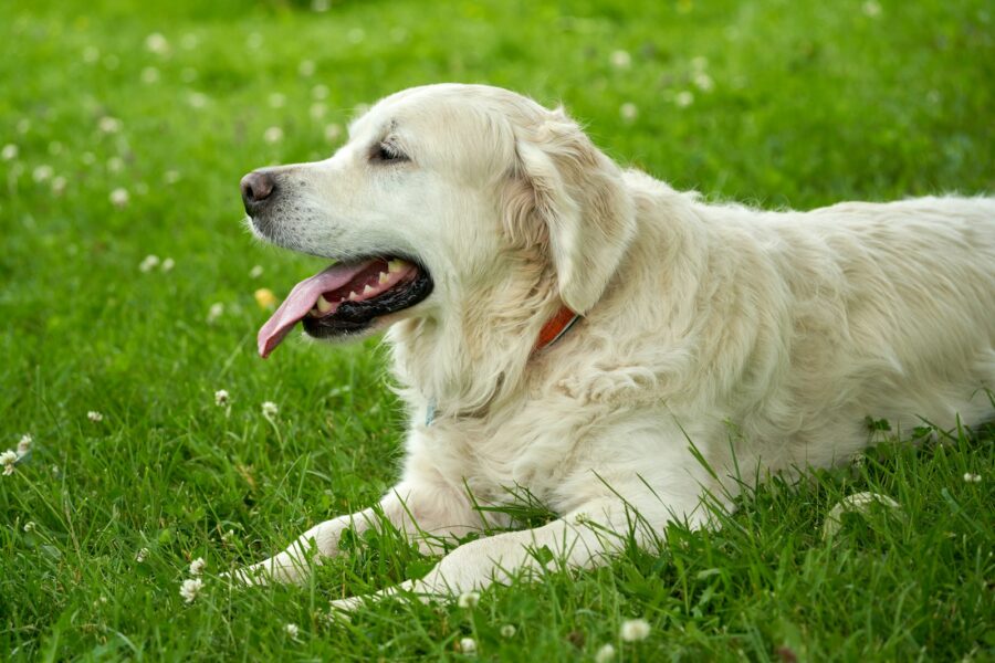 Dog panting shade