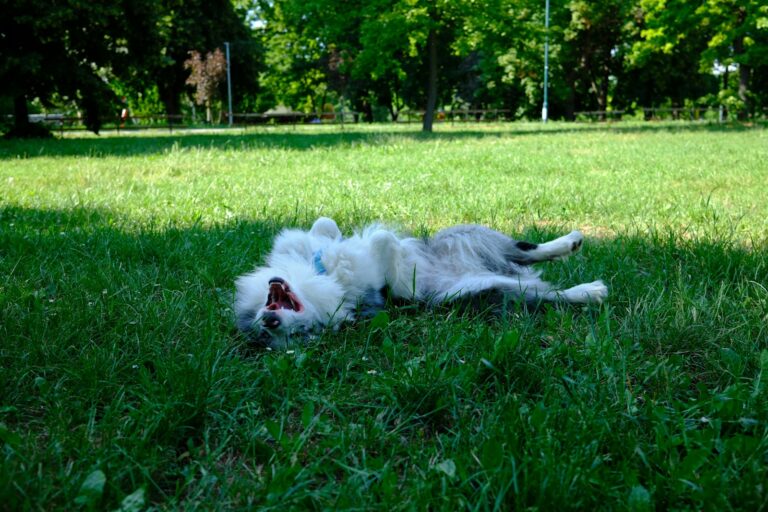 Dog panting shade