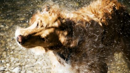 Heatstroke in dogs: early warning signs and simple steps to keep your pet cool