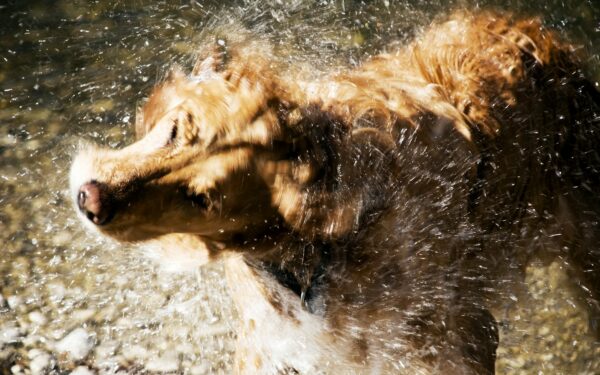 Heatstroke in dogs: early warning signs and simple steps to keep your pet cool