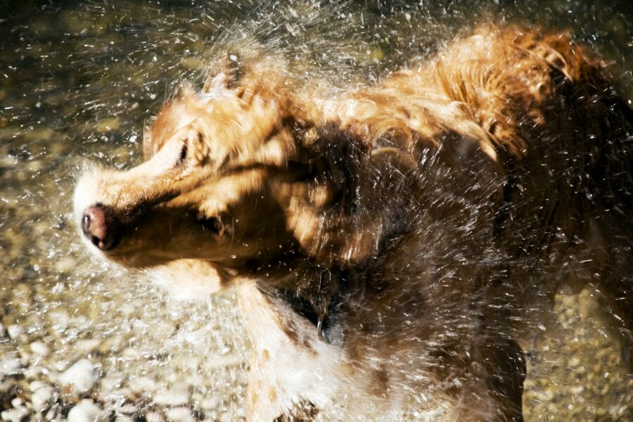 Heatstroke dogs early warning signs simple steps keep