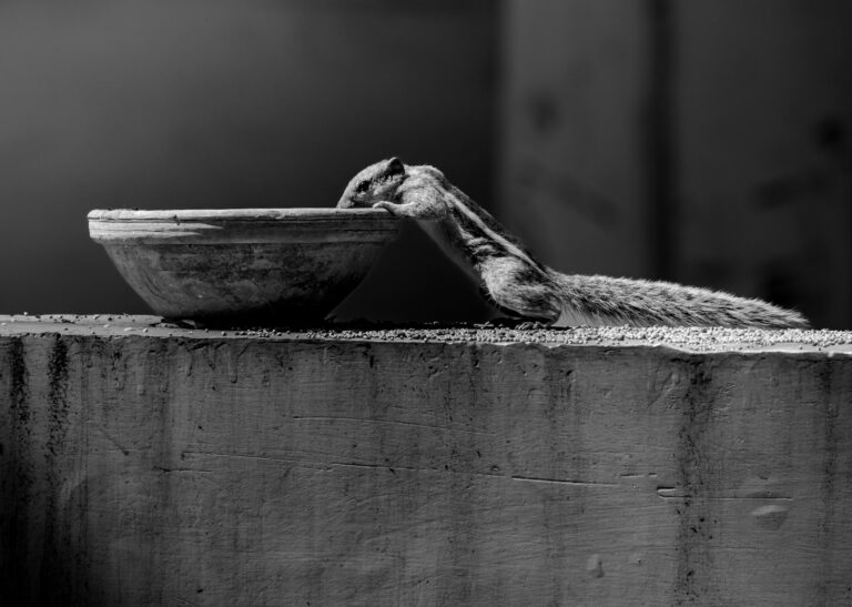 Dog drinking water outdoor bowl dog walking early