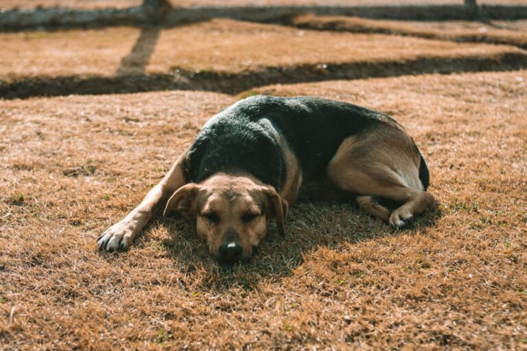 Dog lying shade