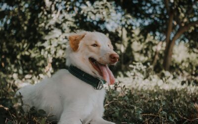 Heatstroke in dogs: signs, prevention and what owners should know