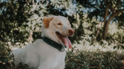 Heatstroke in dogs: signs, prevention and what owners should know