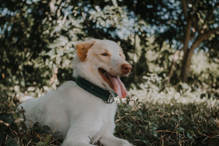 Dog panting shade