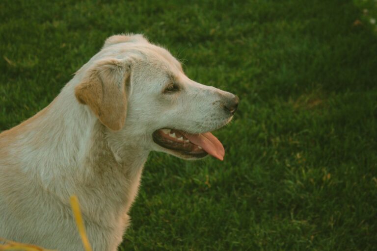 Dog panting shade