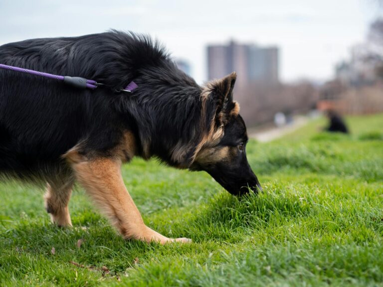 Dog sniffing grass quiet park