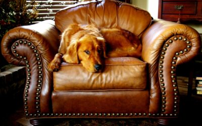 Helping a nervous dog feel safe: kind routines that build confidence